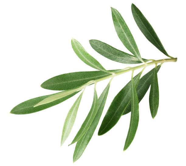 istock branch with olive leaves isolated on a white background 803720956