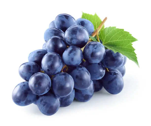 Photo of Grape. Dark grape. Grapes with leaves isolated. With clipping path. Full depth of field.