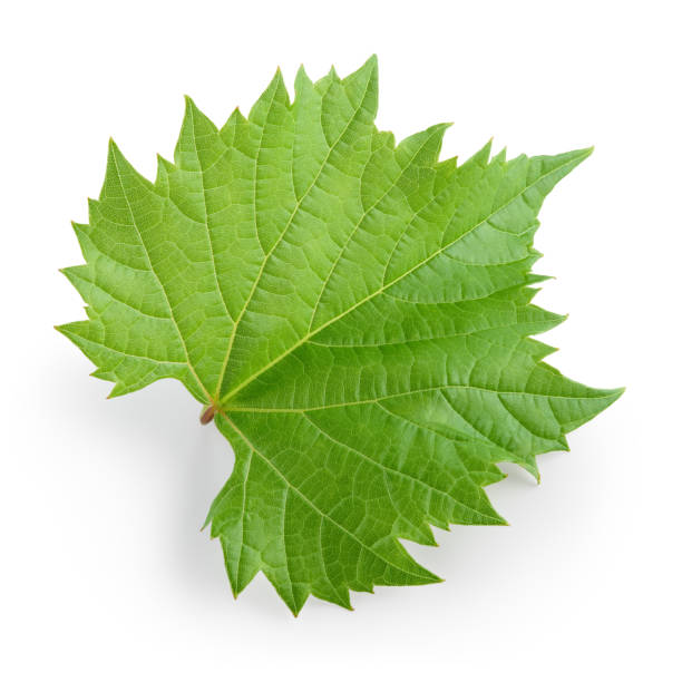 виноградный лист, изолированный на белом. полная глубина резкости. - grape leaf стоковые фото и изображения