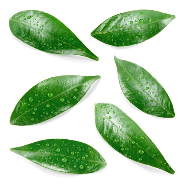 istock Citrus leaves. Leaves with drops isolated. Wet leaf on white. 803732048
