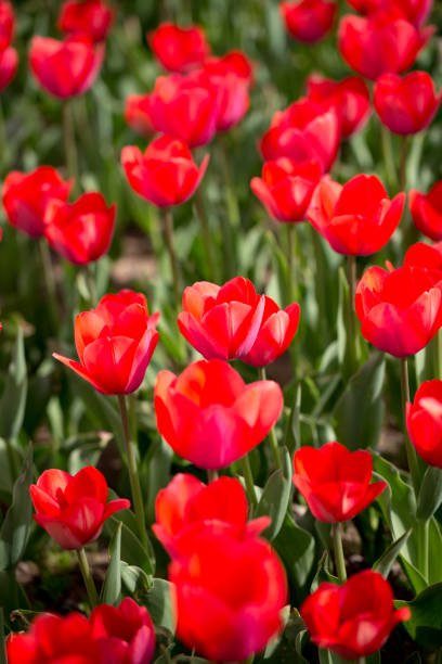 istock Beautiful red tulips in nature 803752560
