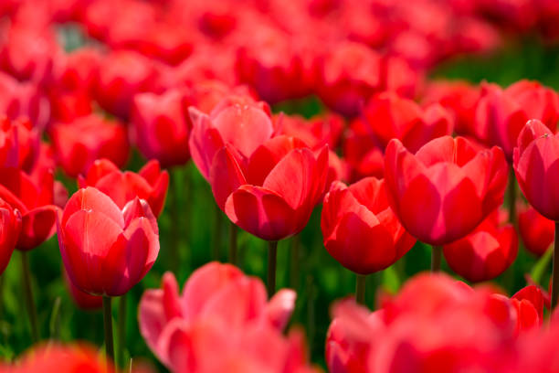 istock Beautiful red tulips in nature 803752822
