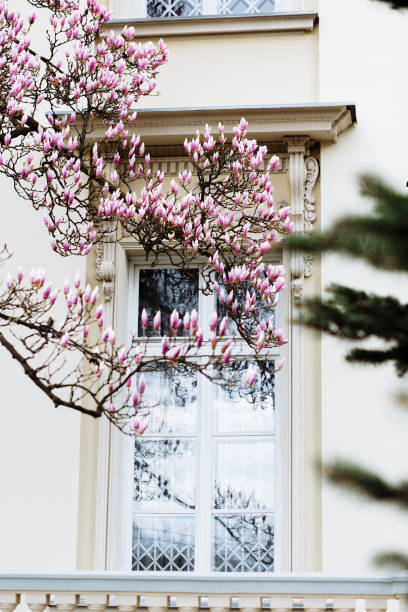 istock Beautiful magnolia flowers. Blooming magnolia tree in the spring. Selective focus 803757310