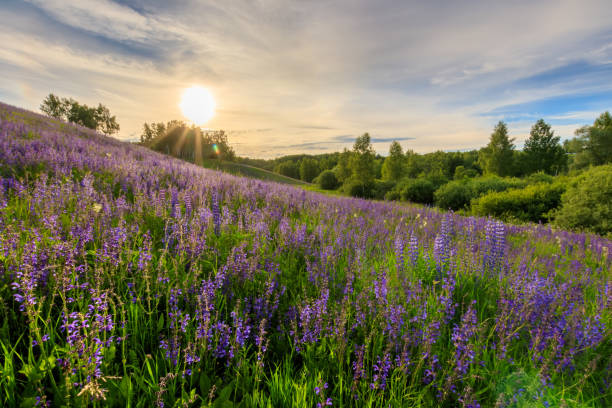 istock Sunset on a hill covered with lupines. 803757700