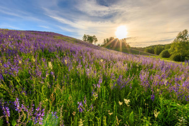istock Sunset on a hill covered with lupines. 803757712