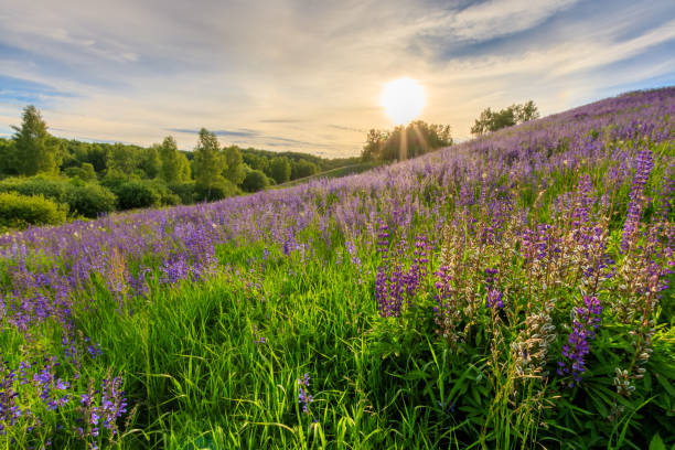 istock Sunset on a hill covered with lupines. 803757728