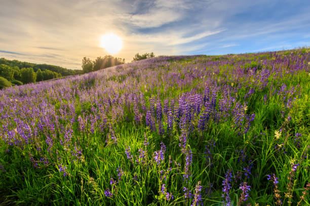 istock Sunset on a hill covered with lupines. 803757748