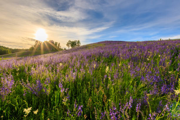 istock Sunset on a hill covered with lupines. 803757790