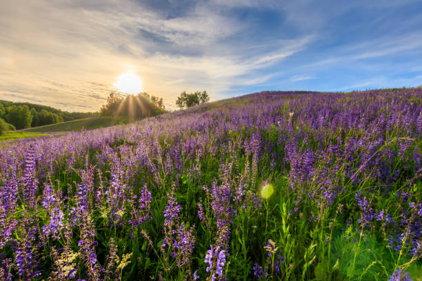 istock Sunset on a hill covered with lupines. 803757808