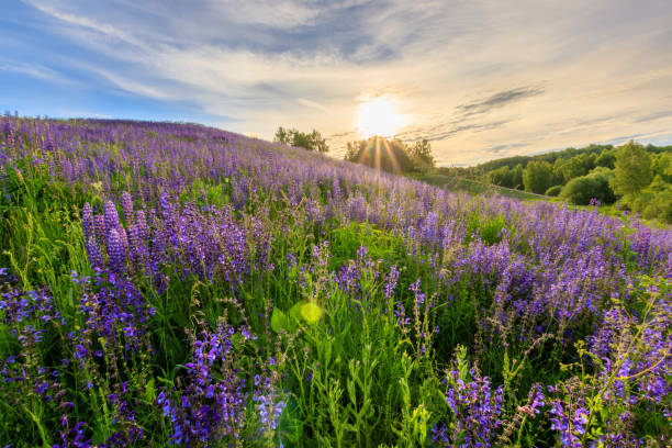 istock Sunset on a hill covered with lupines. 803757840