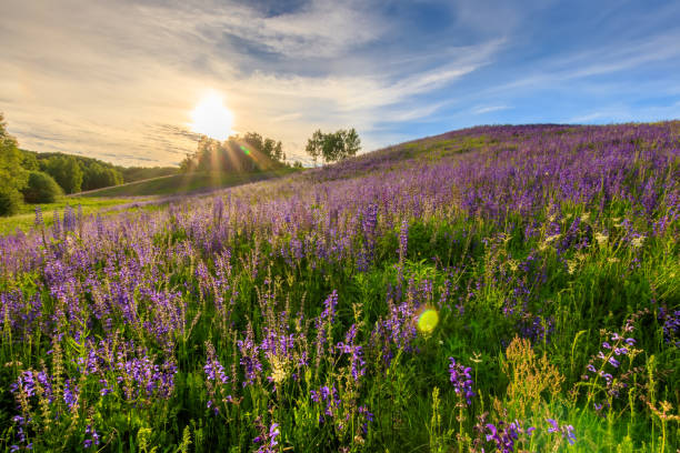 istock Sunset on a hill covered with lupines. 803757866