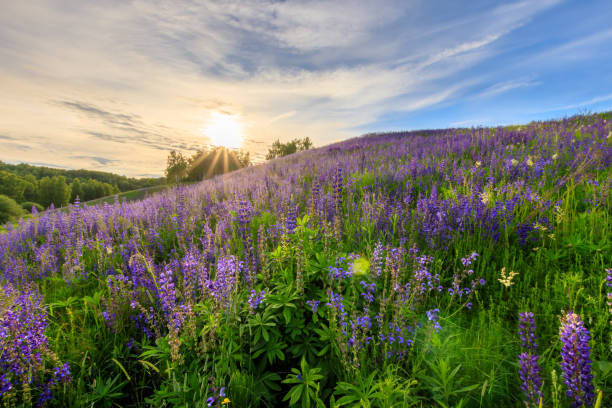istock Sunset on a hill covered with lupines. 803757870