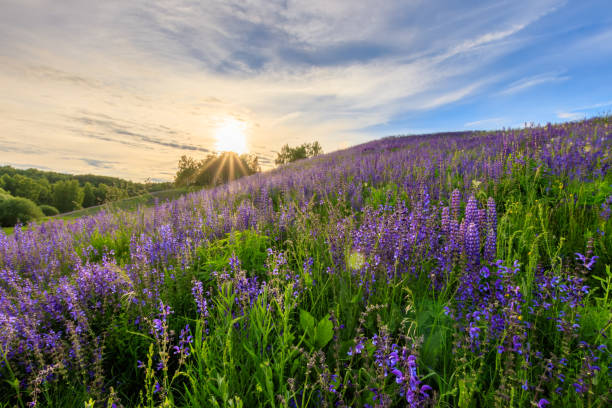 istock Sunset on a hill covered with lupines. 803757912