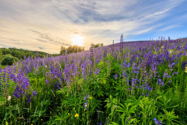 istock Sunset on a hill covered with lupines. 803757944