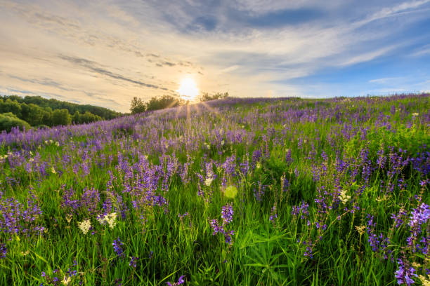 istock Sunset on a hill covered with lupines. 803757974