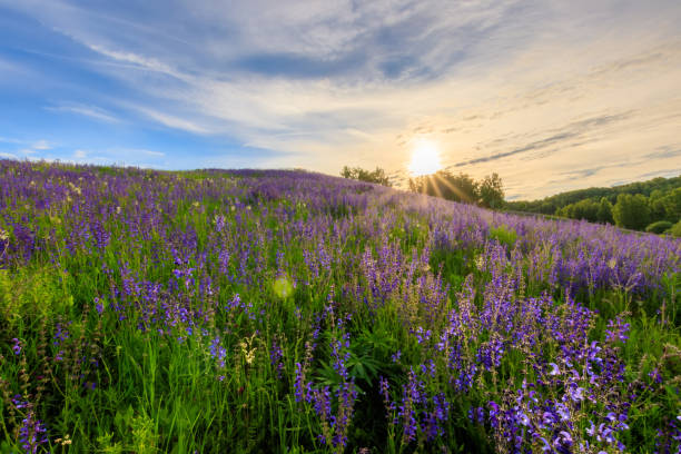 istock Sunset on a hill covered with lupines. 803757984