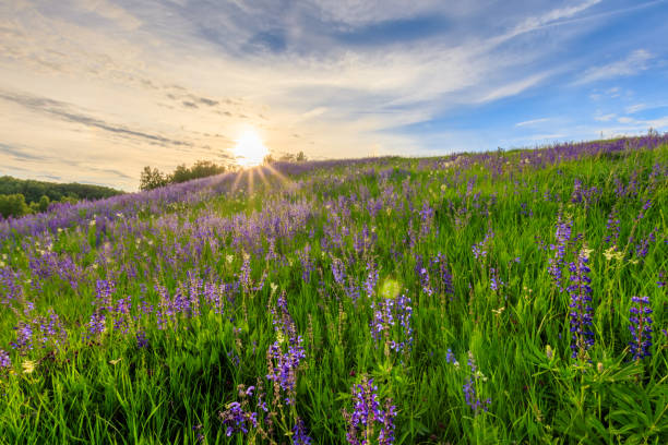 istock Sunset on a hill covered with lupines. 803758010