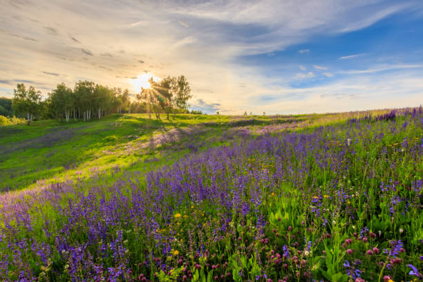 istock Sunset on a hill covered with lupines. 803758056