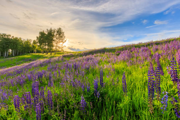 istock Sunset on a hill covered with lupines. 803758098