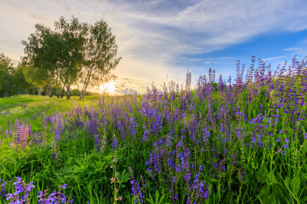 istock Sunset on a hill covered with lupines. 803758140