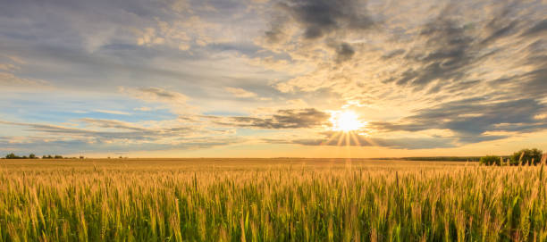istock Sunset on the field with young rye. 803758740