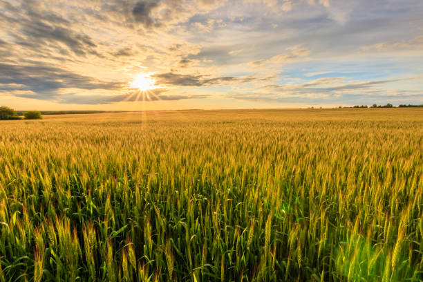 istock Sunset on the field with young rye. 803758748