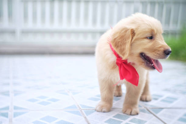 istock golden retriever puppy 803763396