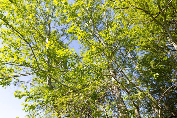 istock Tree with green leaves against the blue sky 803763646