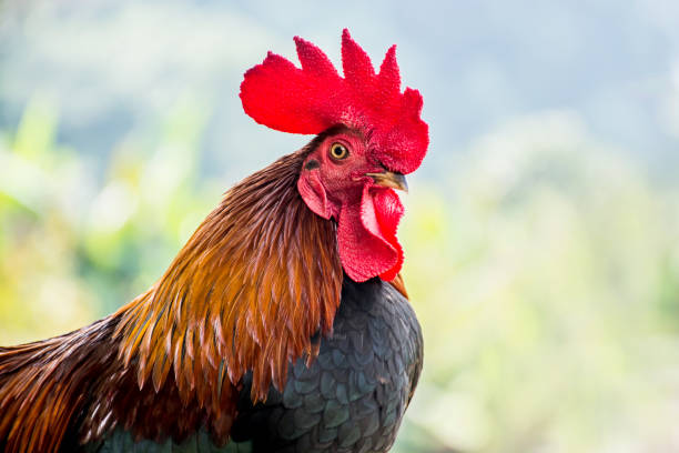 istock Chicken in the farm, for thanksgiving day 803770082