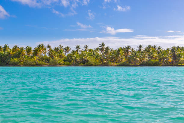 istock Palm trees on the beach of Isla Saona 803778756