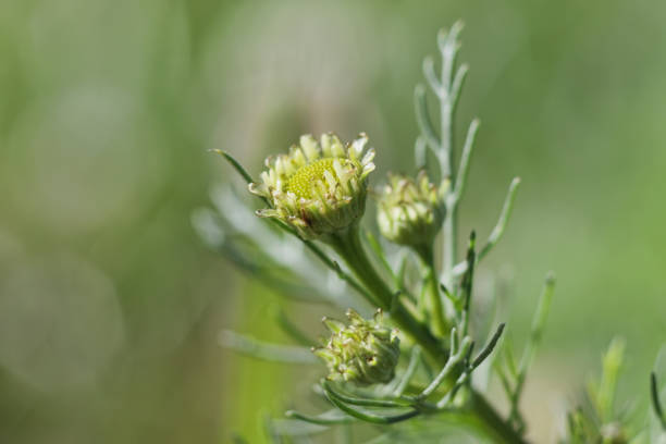 This mystery composite flower appears to be a halfway house between the rayless pineapple mayweed and its rayed cousines, having just tiny ray florets and candelabra-type leaves. Extreme close up.