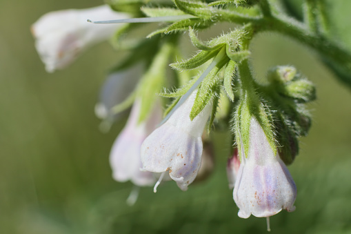 Common comfrey is a hairy, white / pink-flowered plant, which grows to about a metre (three feet) and is common in England. It has medicinal uses. Quote from 'Grandmother’s Secrets' by Jean Palaiseul: ‘A servant girl, on the eve of her wedding, prepared herself a bath containing a strong decoction of comfrey in order to recover her long-lost virginity. Having omitted to inform her mistress of the purpose of this operation, the lady plunged into the same bath, and the results were such that her husband was not a little surprised to discover that his wife was a virgin once more.’