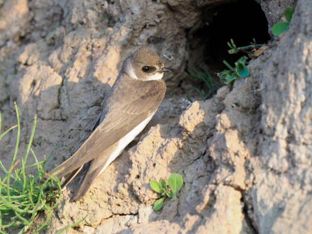 istock Sand martin, Riparia riparia 803790410