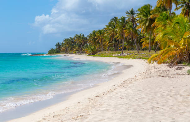 istock Palm trees on the beach of Isla Saona 803793498