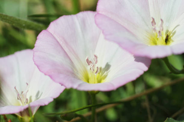 Field bindweed Calystegia arvensis has flowers that vary from white to strong pink. It is a sprawling / creeping plant, often found near cultivation where land is disturbed.