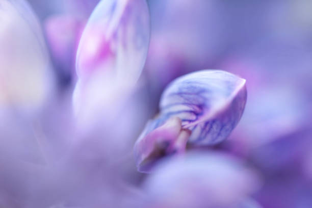 istock lupines beautiful flowers on a blurred boreh background 803795262