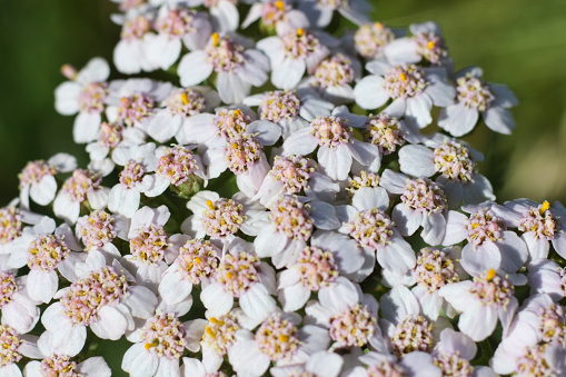 Top view of a yarrow flower, showing the pretty individual florets. With its white or pink flowers arranged in an umbrella shape, yarrow looks for all the world like one of the umbellifers. Instead, it belongs to the composite (daisy) family. Perhaps due to its popularity in herbal remedies, yarrow has collected a pantheon of alternative names, including milfoil, millefoil, nosebleed, staunchgrass, thousand-leaf, soldier's woundwort, sanguinary, bloodwort, noble yarrow, old man's pepper, knight's milfoil, angel flower... The many references to wounds and blood give testament to its usefulness in the field of battle.