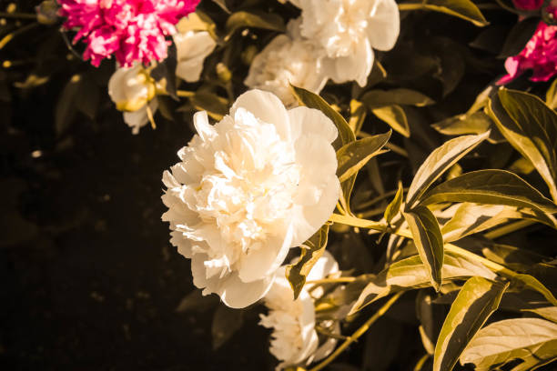 A large bud of a white peony