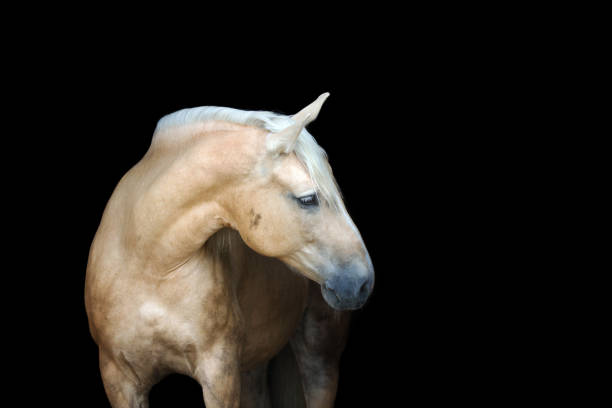 istock Palomino horse on black background. 803809210