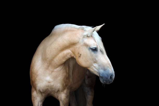 istock Palomino horse on black background. 803809220