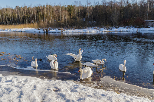 White swans in the wild