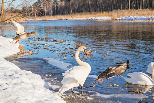 Swans and ducks in the winter nature