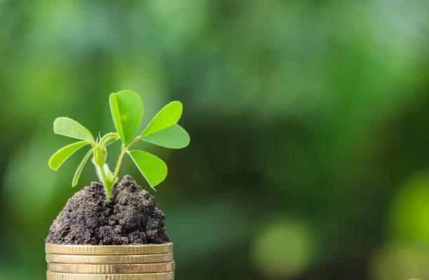 istock Stacked coins placed on the soil and seedling on top. 803812414