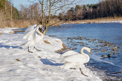 White swans in the wild