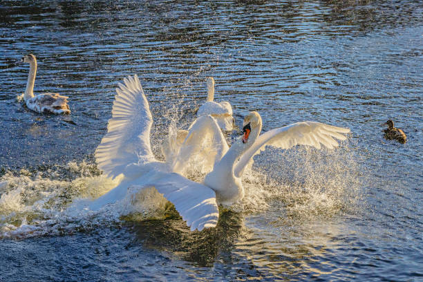istock Fight of swans on the water 803812590