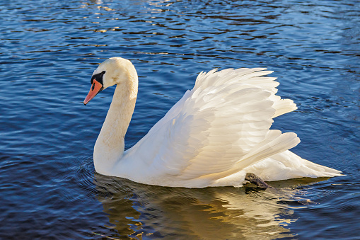 White swan in the wild
