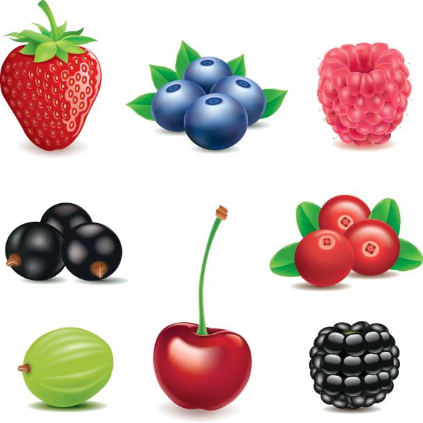 illustrations, cliparts, dessins animés et icônes de strawberry-blueberry-raspberry-blackberry-cherry-black groseille-canneberge - blackberry blueberry cranberry black currant