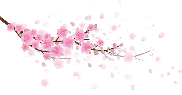 桜の花の背景。分離された桜ホワイト バック グラウンド - sakura petal vector east点のイラスト素材／クリップアート素材／マンガ素材／アイコン素材