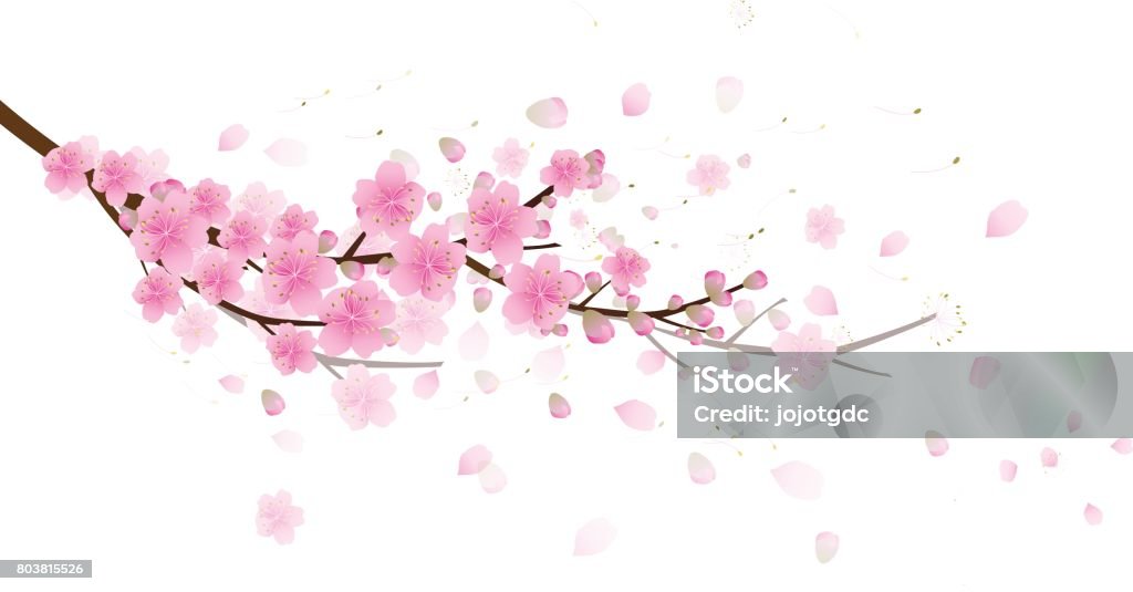 Sakura flowers background. cherry blossom isolated white background Cherry Blossom stock vector