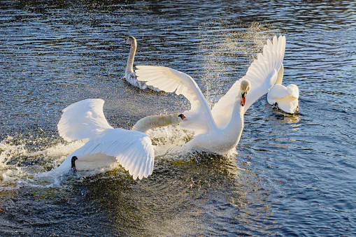 Fight of swans on the water